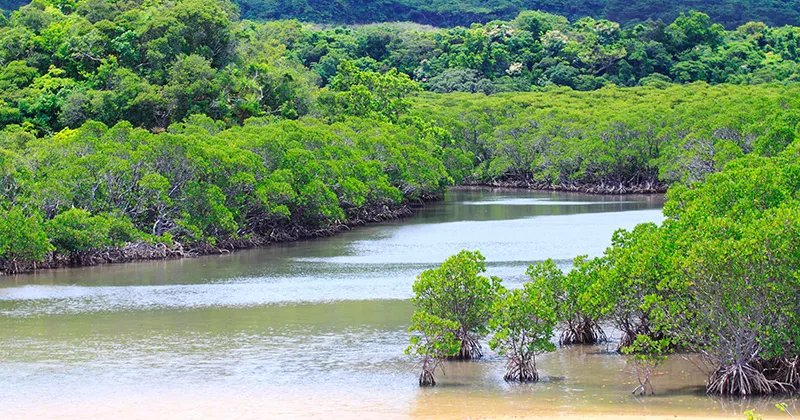 🌳 후키도강의 맹그로브 숲(후키도-가와노망그로부린) 이미지 5